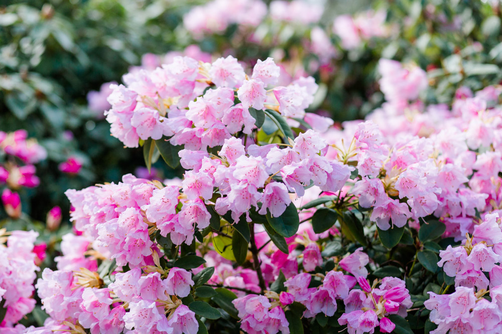 Paarshooting Planten un Blomen Hamburg